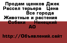 Продам щенков Джек Рассел терьера › Цена ­ 25 000 - Все города Животные и растения » Собаки   . Ненецкий АО